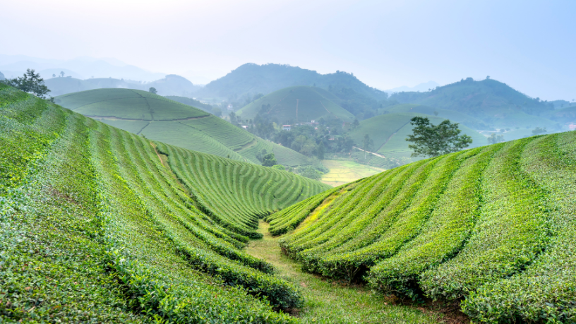 Soluções naturais para lavouras mais eficientes: a visão de Aldo Vendramin sobre biofertilizantes.